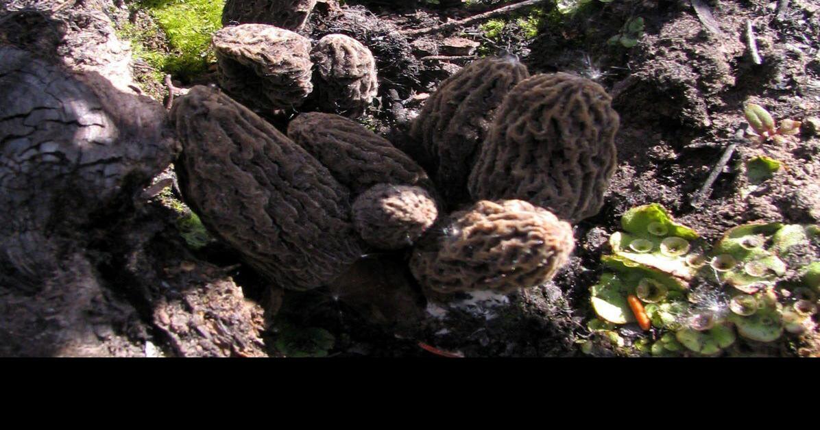 Health Billings case puts spotlight on morels