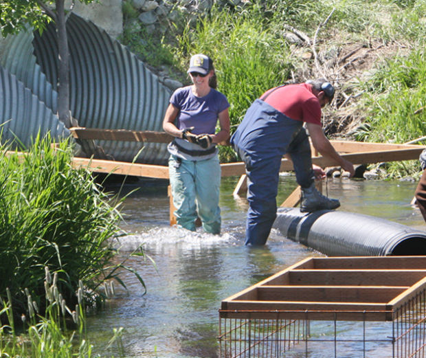 Beaver Deceivers Devices aim to mitigate dams along Blacktail Creek Local