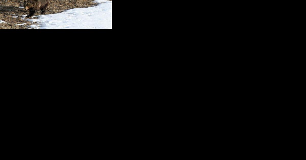 Montana adopts new rules on grizzly, wolf management - Vimarsana News