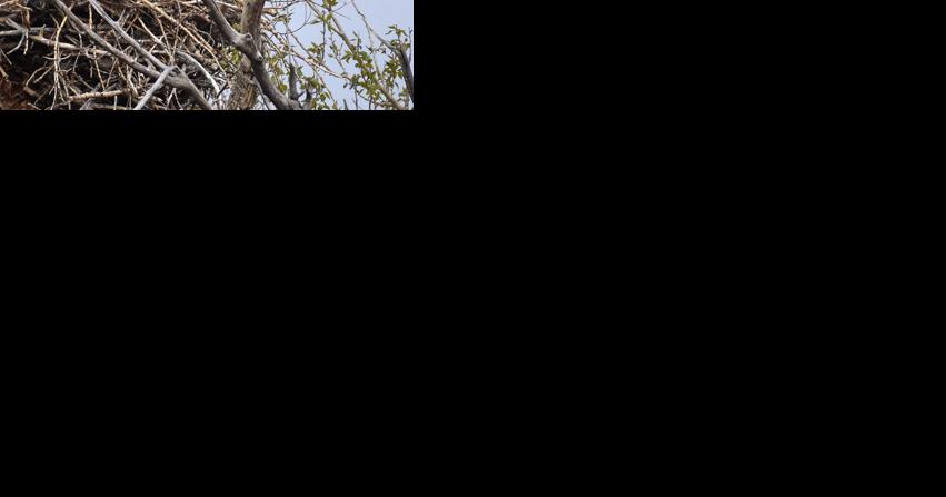 Christmas Bird Count continues in Deer Lodge Valley - Vimarsana News