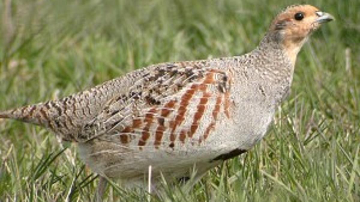 Montana Birding Gray Partridge Common Year Round Outdoors Mtstandard Com