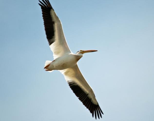 american white pelican flying
