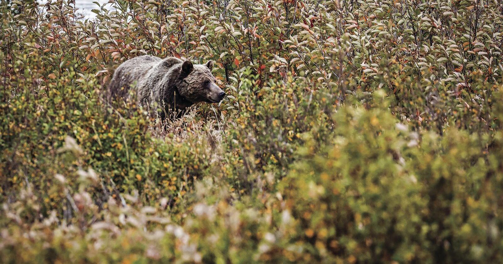 Grizzly train mortalities spike with BNSF mitigation overdue - Vimarsana News