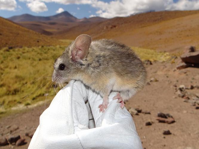 UM Scientists: World’s Highest-Dwelling Mammal Could Boost Cancer Treatments