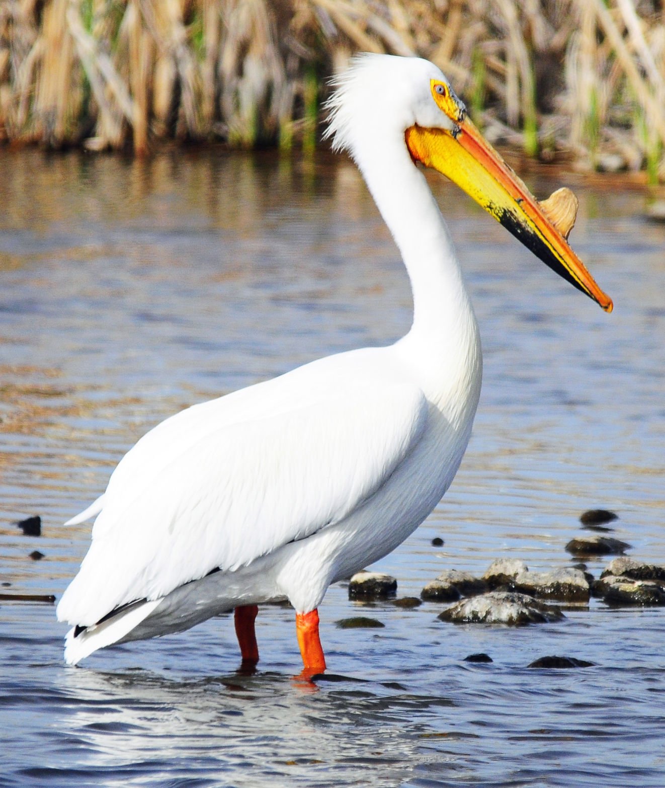 Montana Birding American White Pelican A Herding Specialist   57324d3f06282.image 