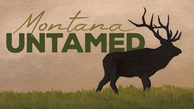 untamed logo.jpg