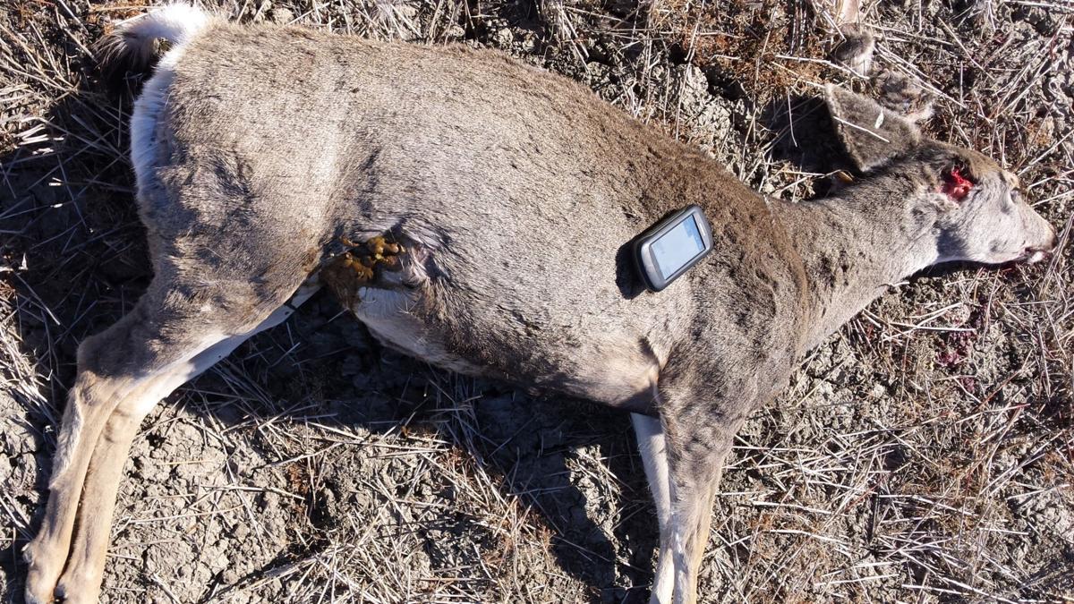 Montana Wildlife Officials Say Poached Deer Likely Suffered Outdoors Mtstandard Com