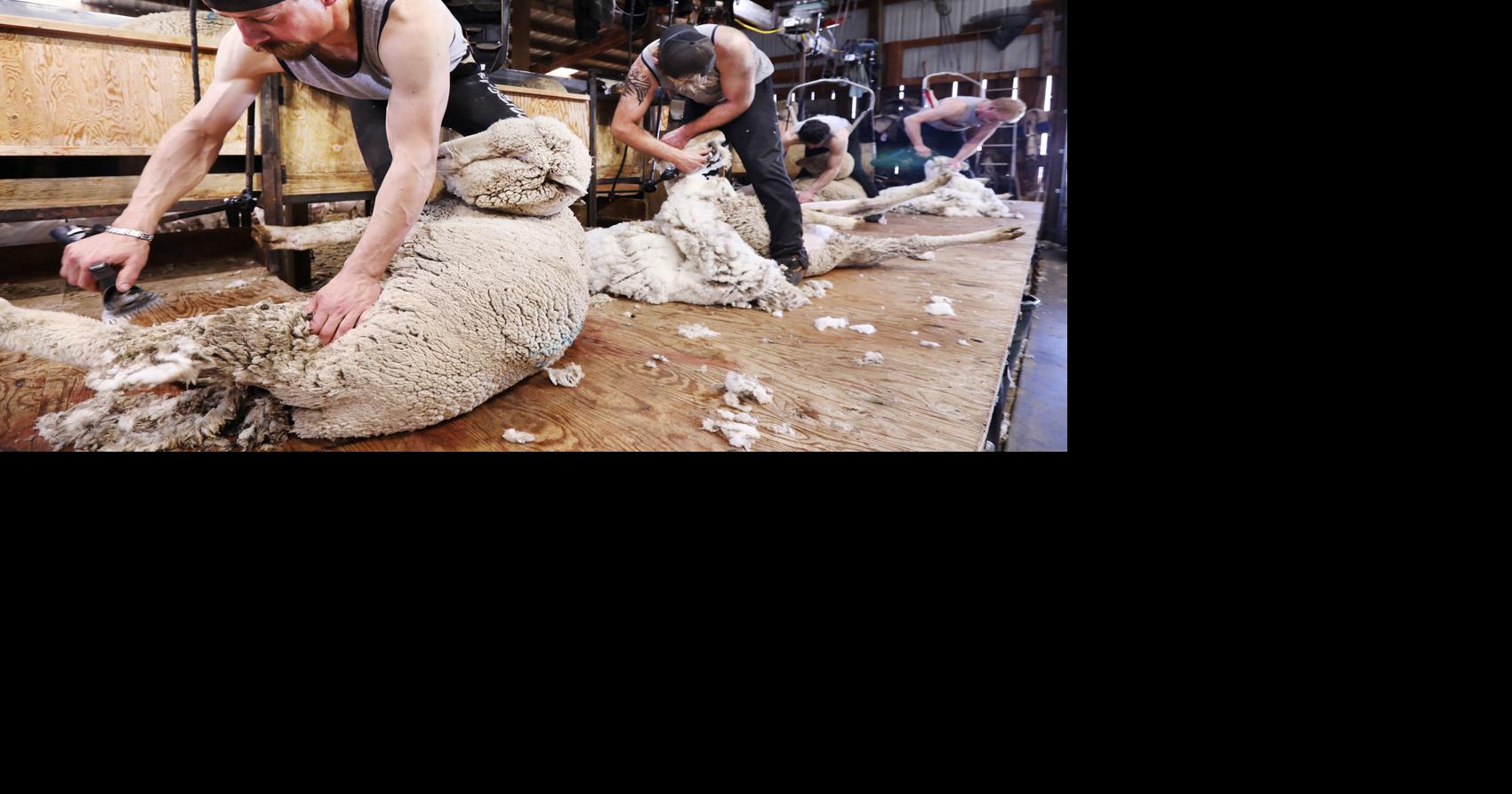 Helle Ranch hosts annual Shear & Shred