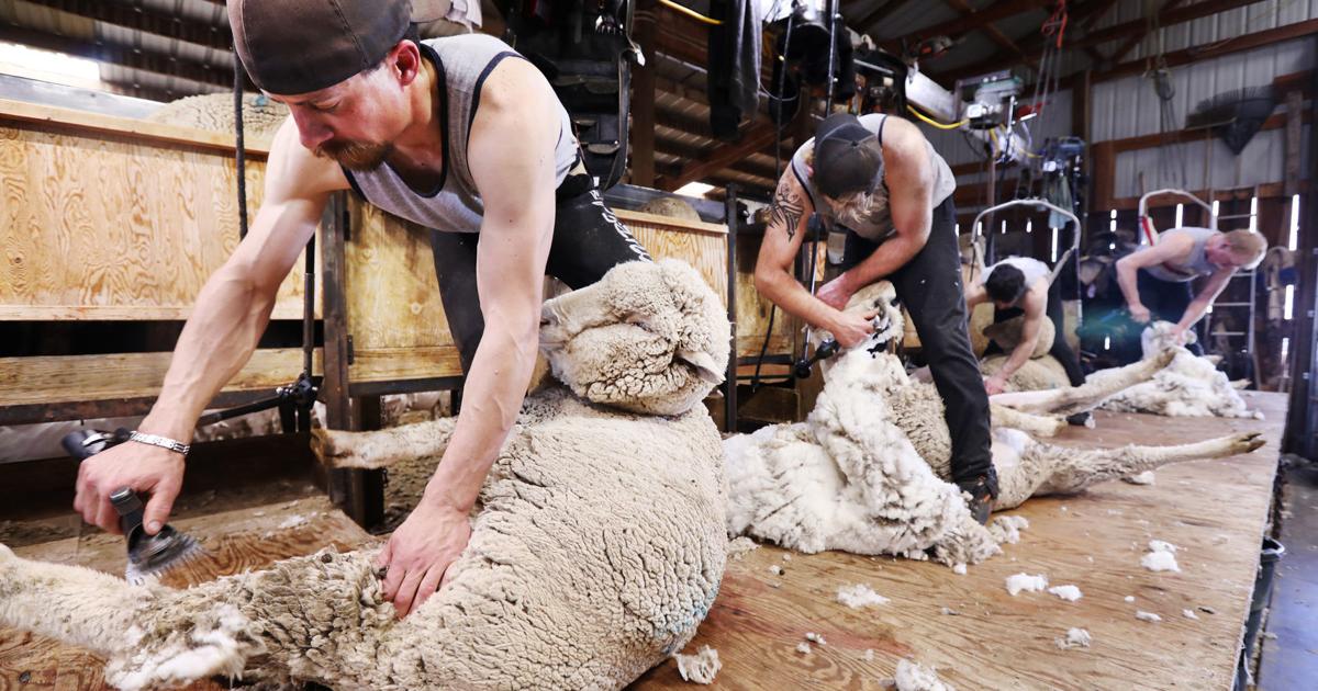 Helle Ranch hosts annual Shear & Shred