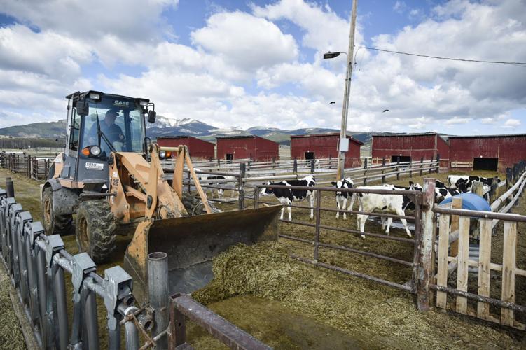 Inmate Ronald Hill mucks out cattle pens