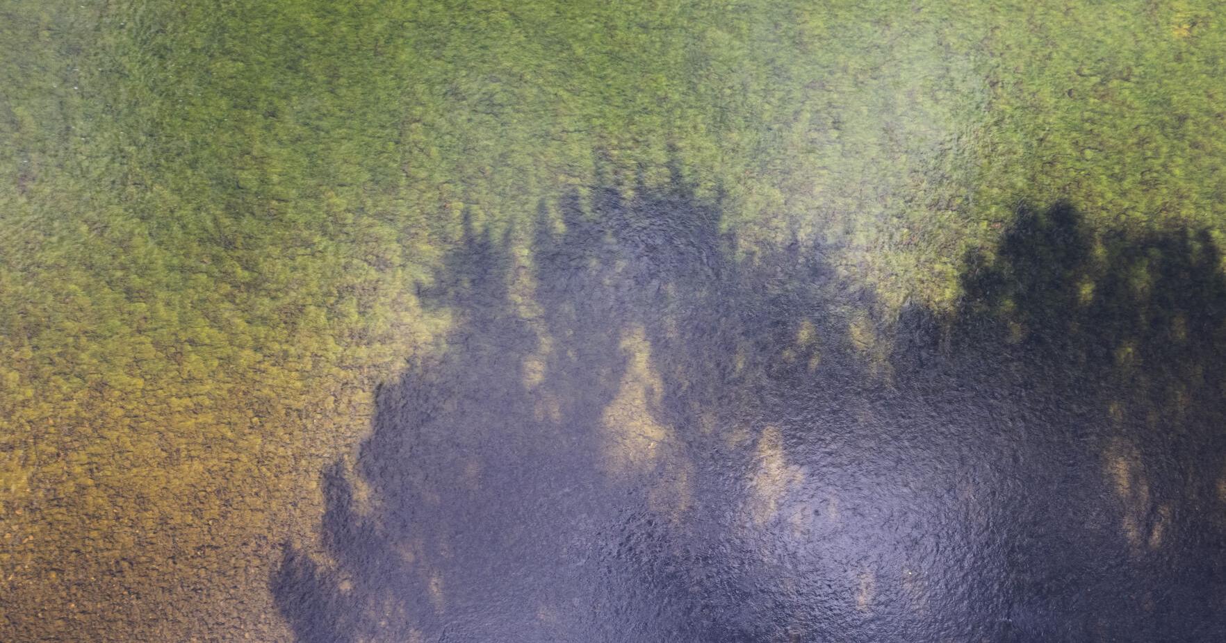 Large algal bloom in Big Hole River tied to warm water temps - Vimarsana News