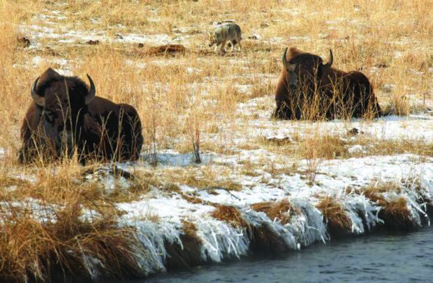 Husky grazers: Yellowstone’s bison offer ample photo ops