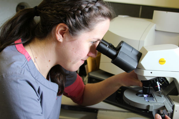 Under the microscope