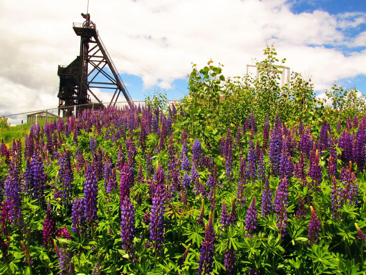 Butte Garden Club tour to feature wide display of flowers, gardens