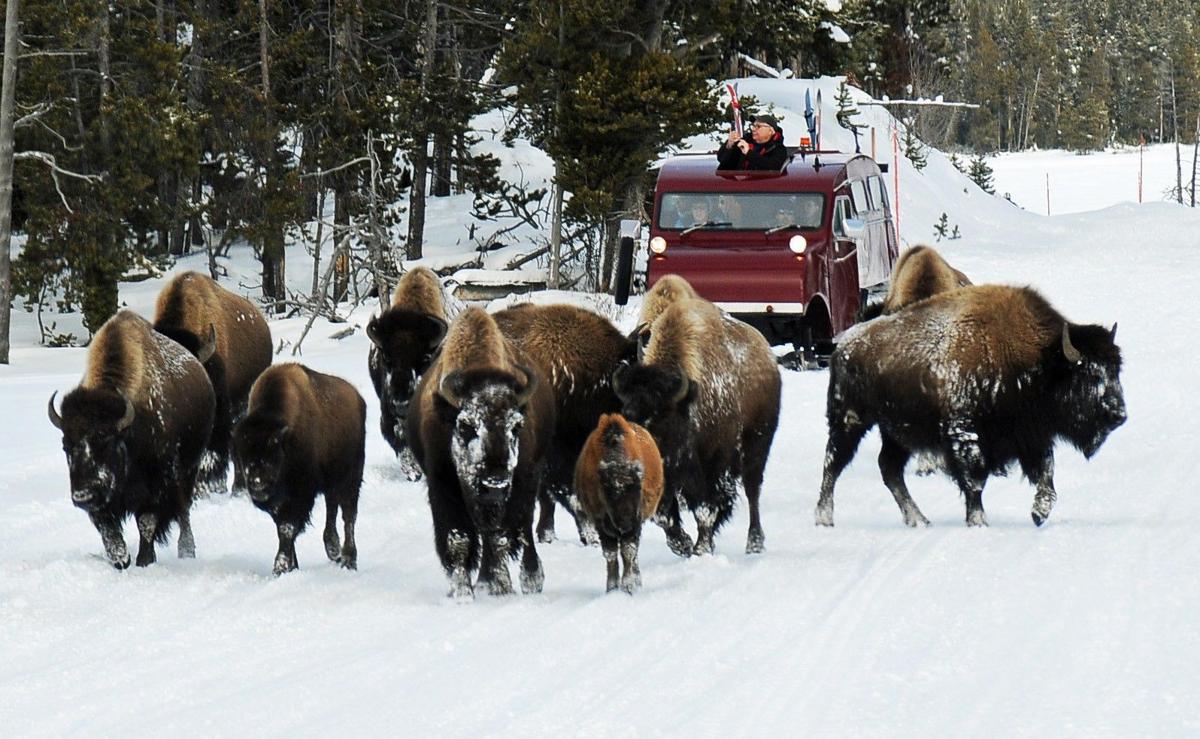 Yellowstone National Park Opens For Winter Season Outdoors