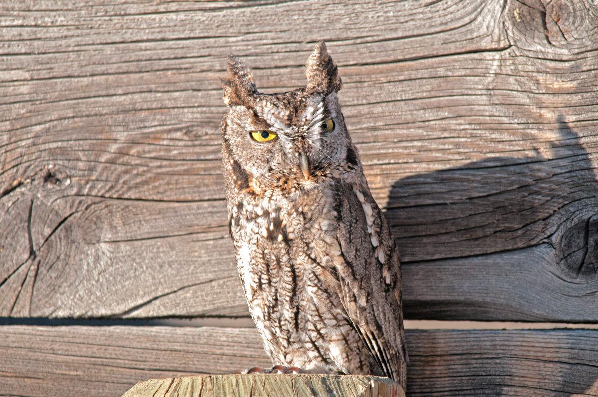 Montana Birding Western Screech Owl Heard But Rarely Seen Local Mtstandard Com
