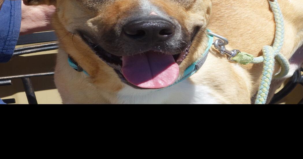 Pets of the Week for June 22, 2024