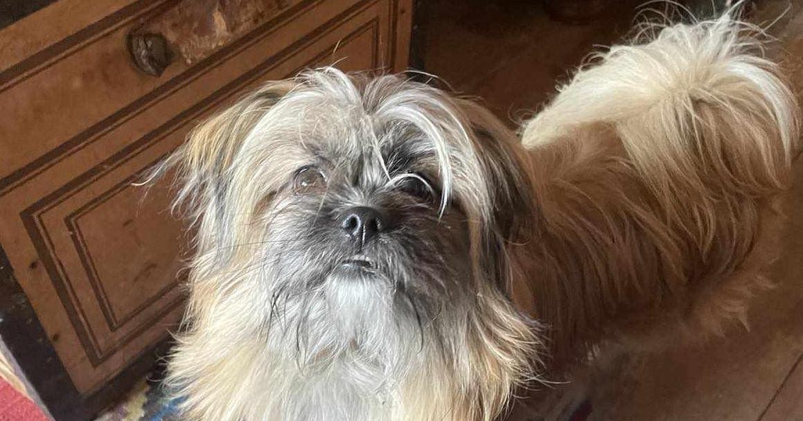 Pets of the Week for March 9, 2024 - Vimarsana News