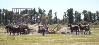 Haying the old-fashioned way