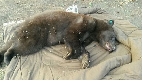 Black bear visits Butte neighborhood, is tranquilized, relocated ...