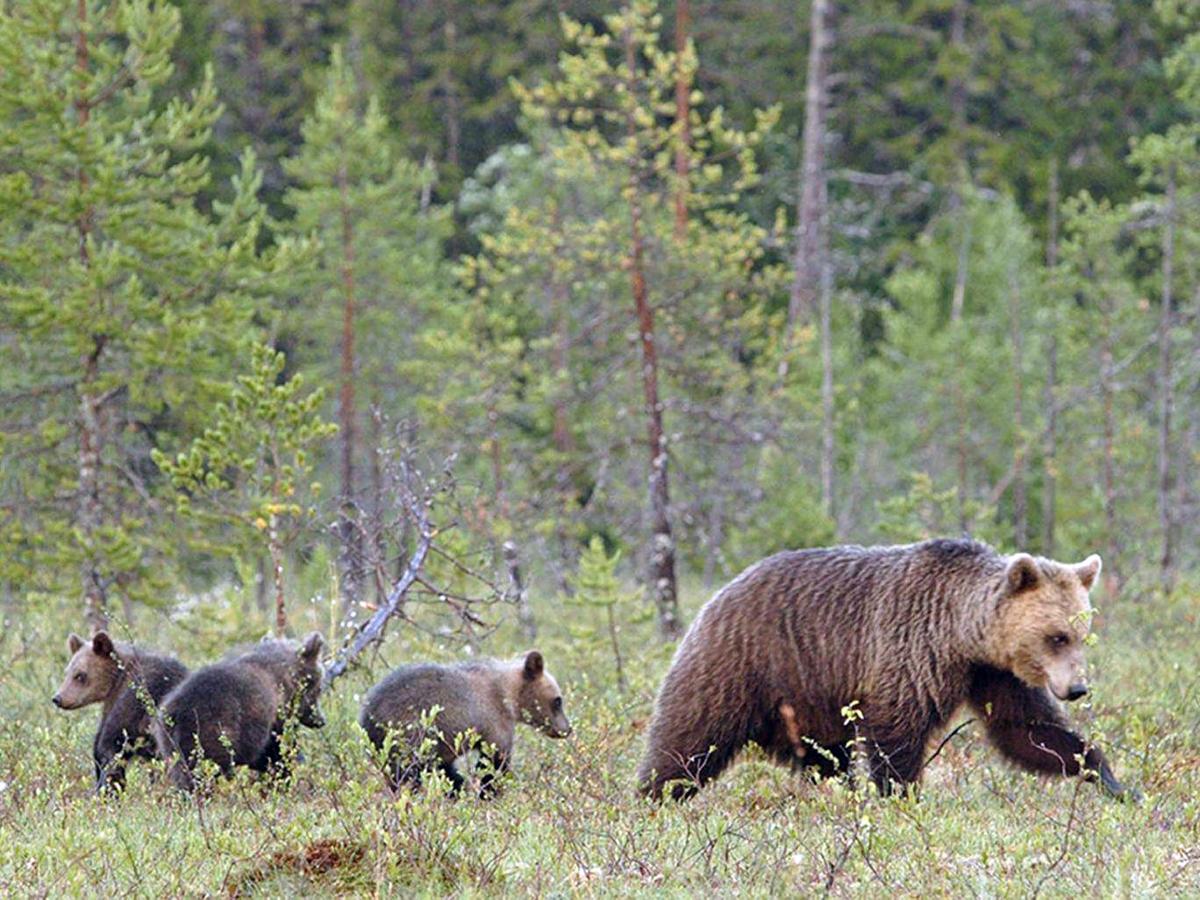 Swedish brown bears
