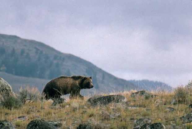 Grizzly bear that killed woman weeks ago euthanized after recently breaking  into Montana home, officials say - ABC News