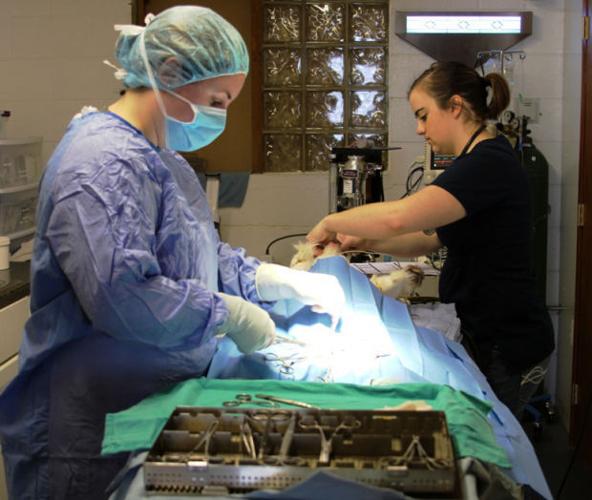 Doctory in surgery