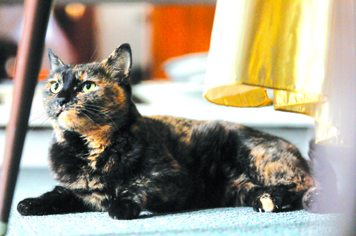 Tortoiseshell Cat Gifts, Children's Book About Cats