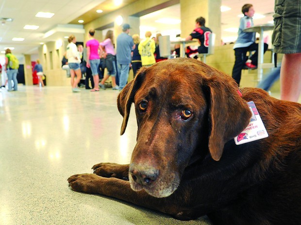 Bozeman Highs Dog