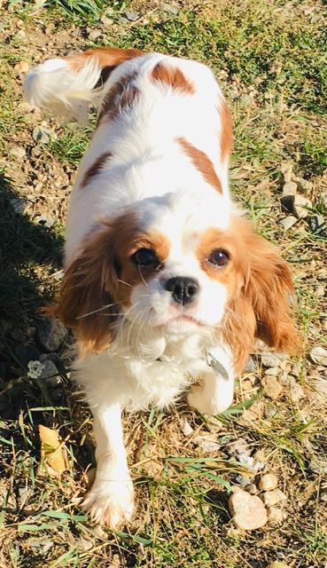 fatal epilepsy in king charles cavalier