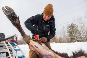 Roadkill ‘salvager’ draws rebukes quartering moose during rush hour
