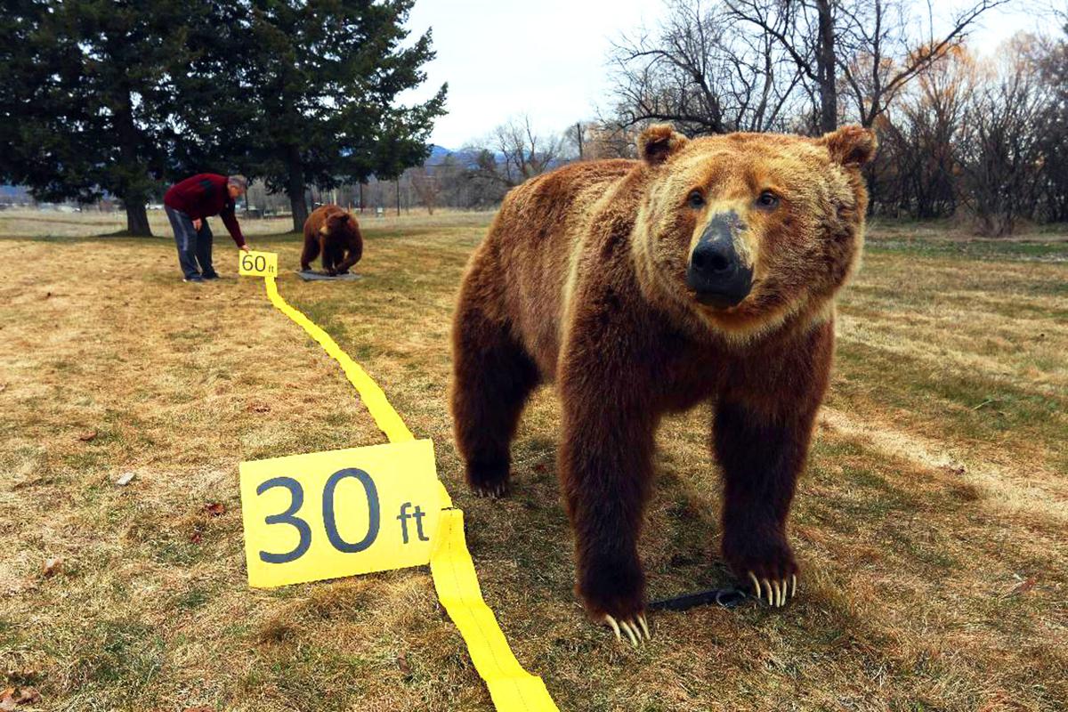 Bear spray is effective but takes practice, forethought and awareness