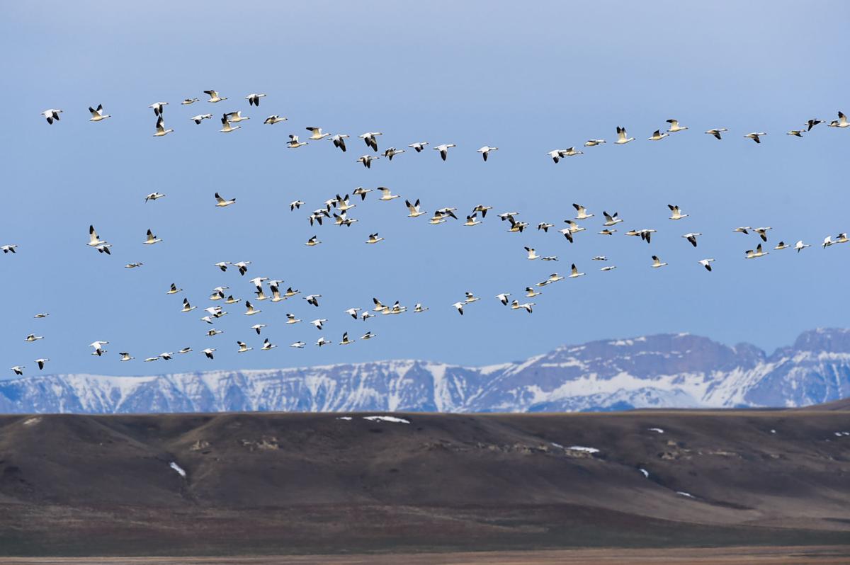Migrating geese frozen out of Montana's Freezeout Lake Outdoors
