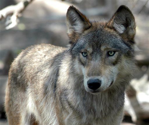 Montana's Diane Boyd: The Jane Goodall of wolves