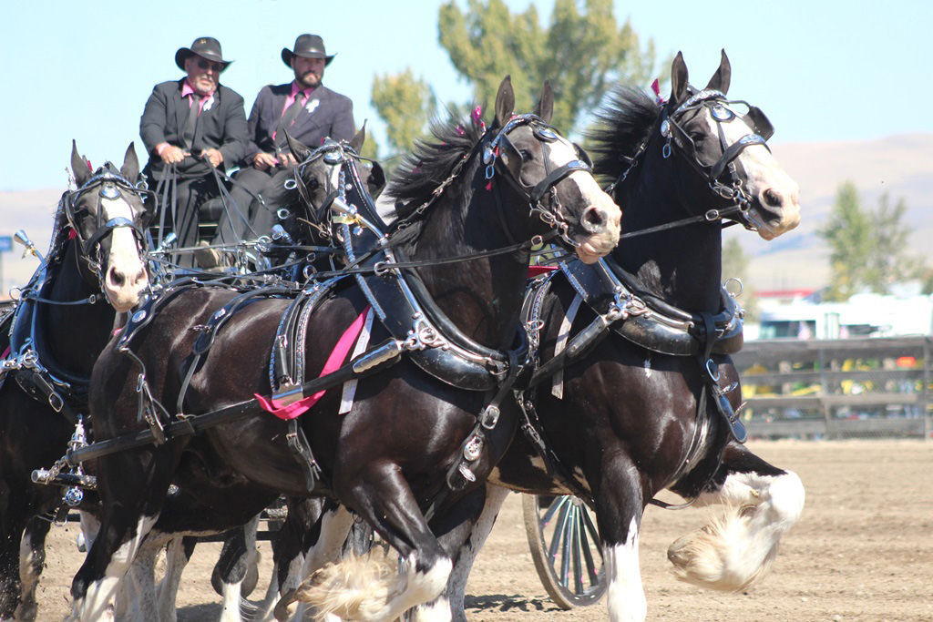 Big Sky Draft Horse Expo slated July 13 in Deer Lodge Local