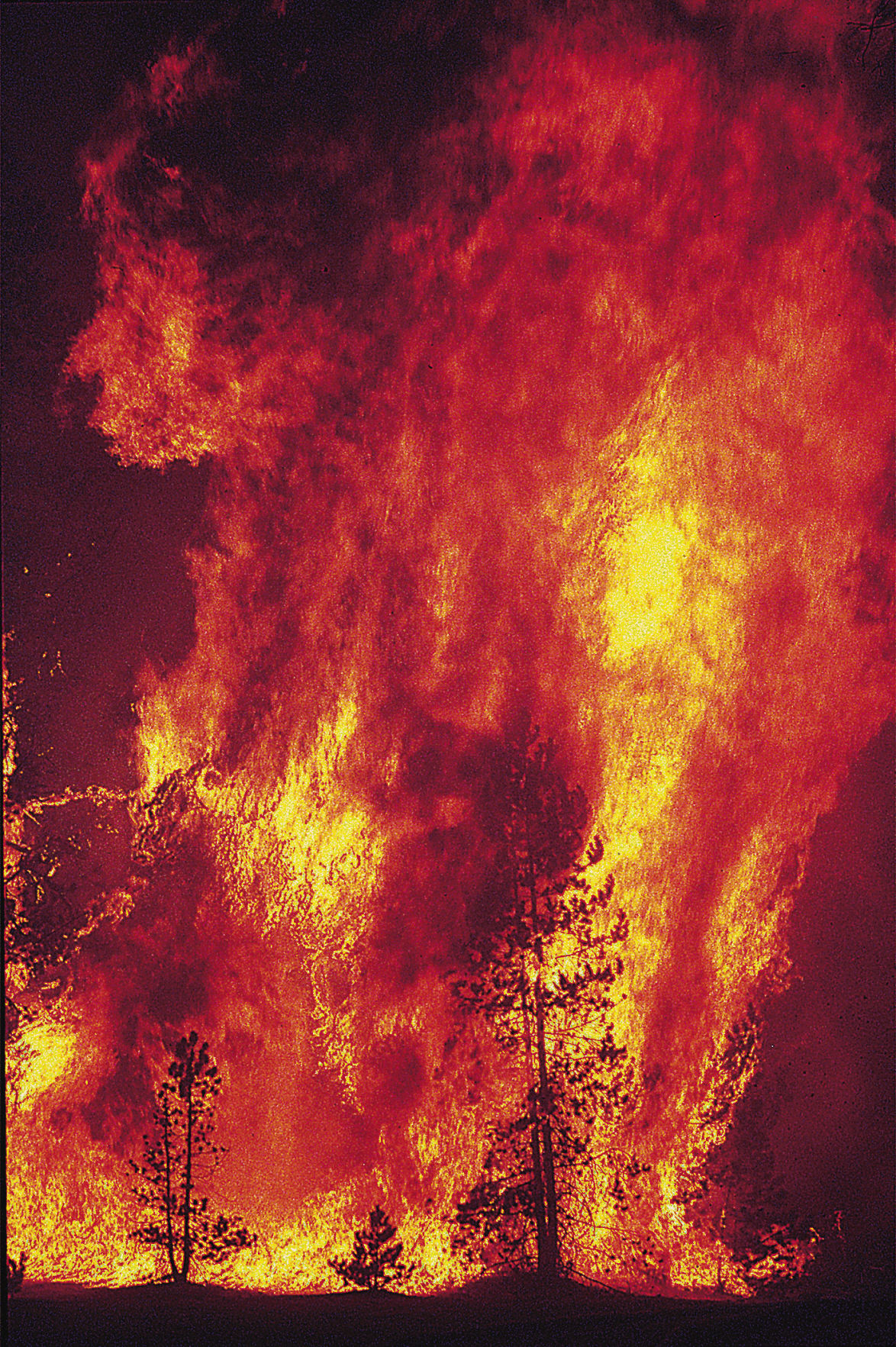 1988 Yellowstone fires burned a lot of land, but also brought intense