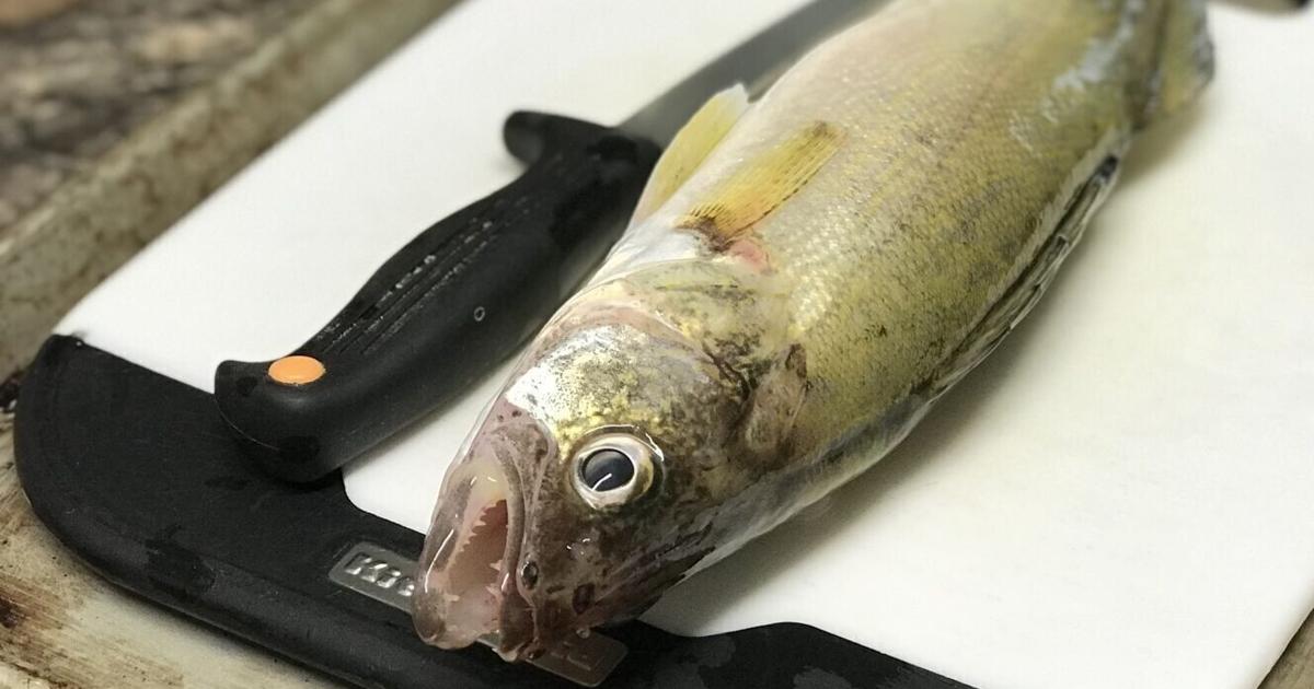 Fish fry: Montana FWP encourages anglers to keep small walleye caught on Canyon Ferry