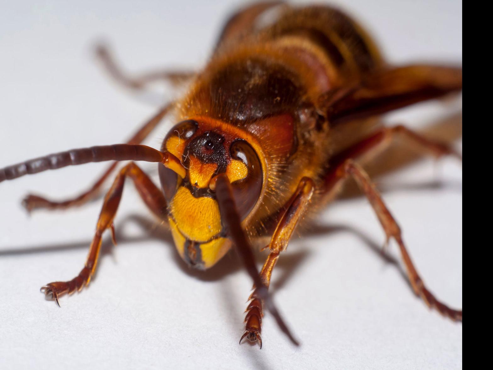 Q A Some Things To Know About The Murder Hornet Now In The Us National News Mtstandard Com