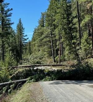 Storm brings damage to Little Belt and Highwood mountains, Forest Service says