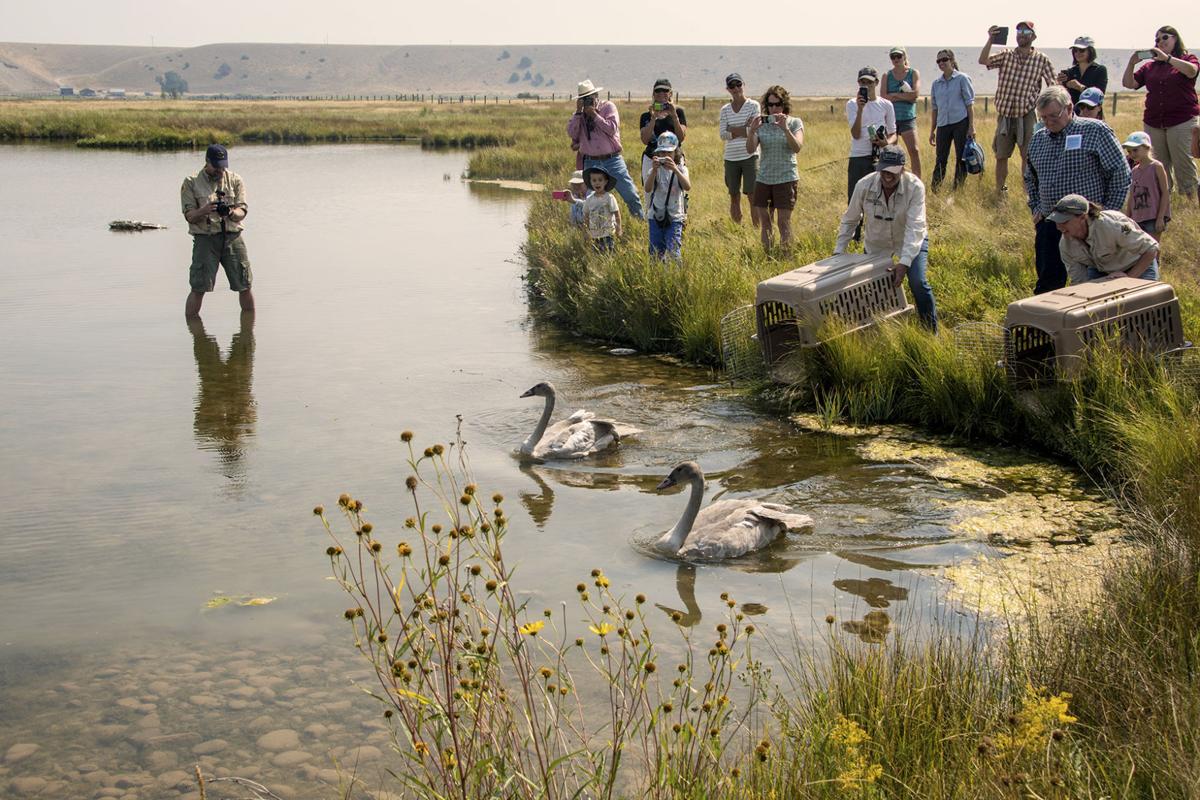 Trumpeter swans released near Ennis