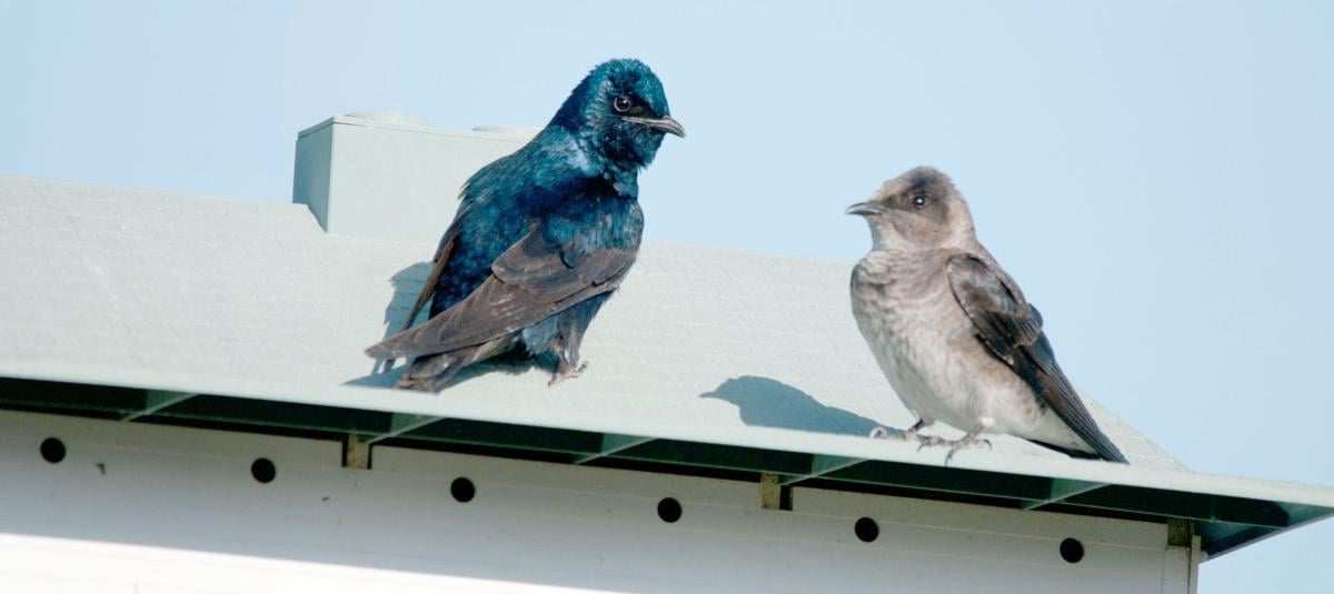Tree Swallow Often Mistaken For Purple Martin Mtstandard Com