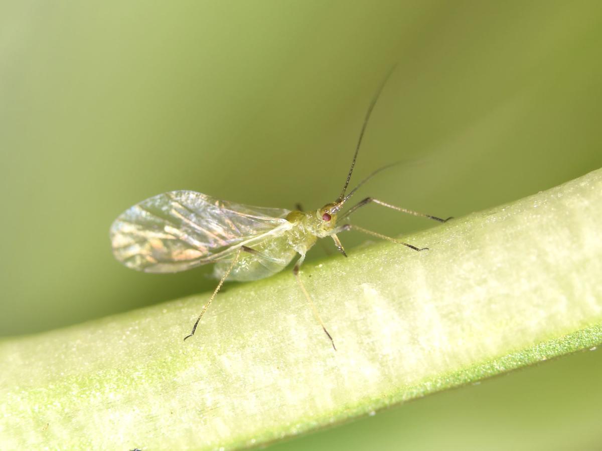 Aphid 666793110