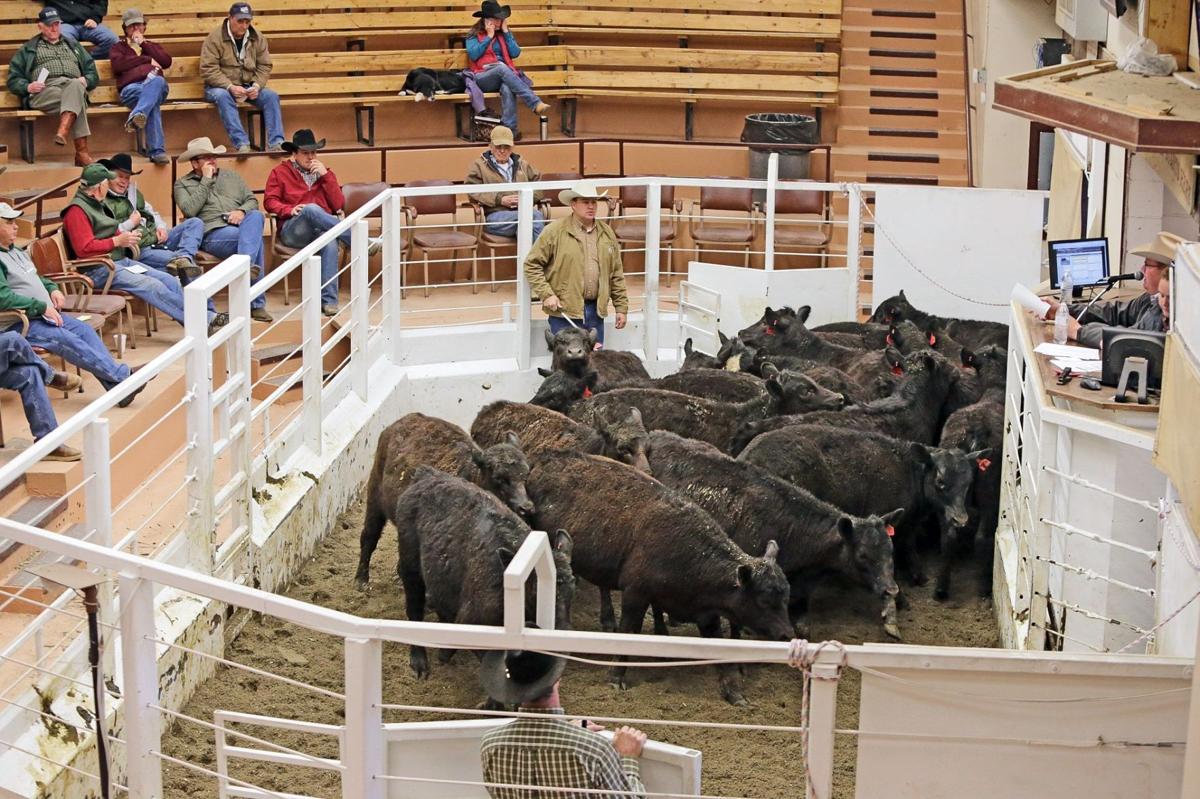 A need for Montana beef Ranchers from drought states turn to Montana
