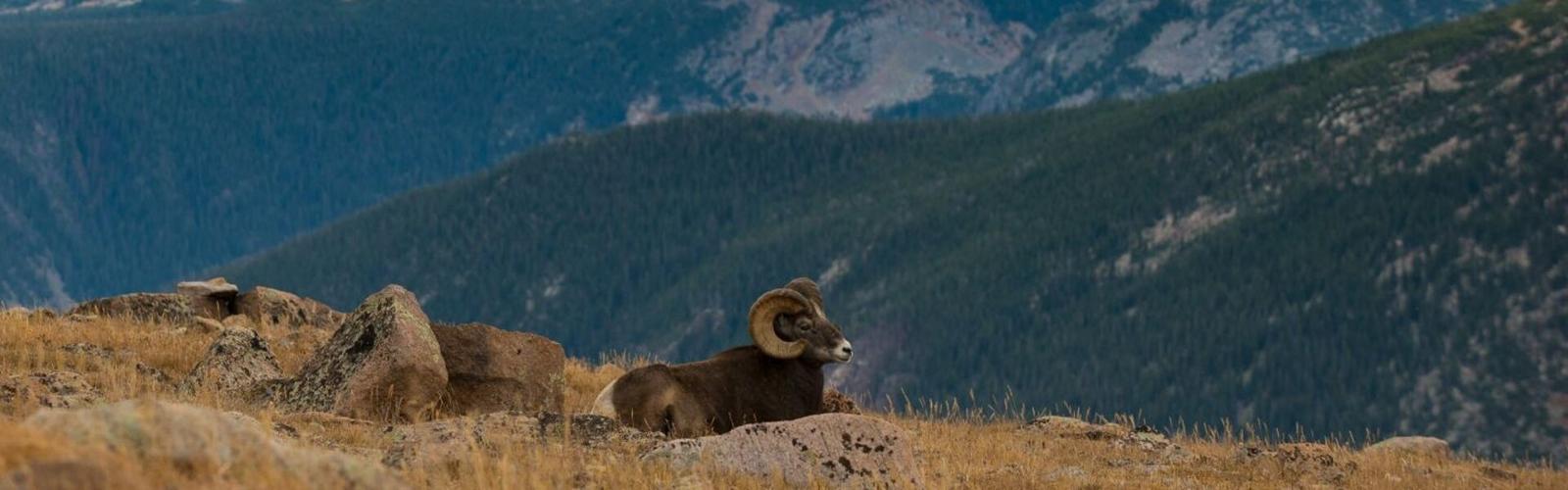 FWP accepting applications for a bighorn sheep advisory panel