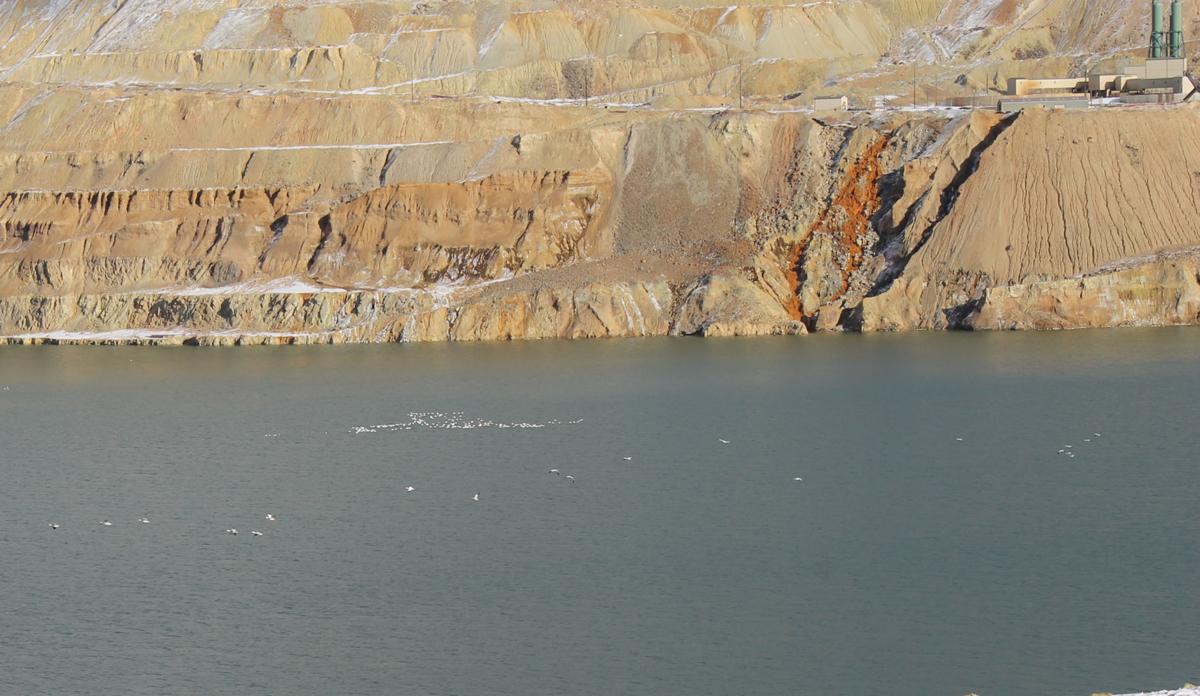 snow geese