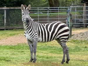 Opportunity woman violated state law transporting zebras to Montana