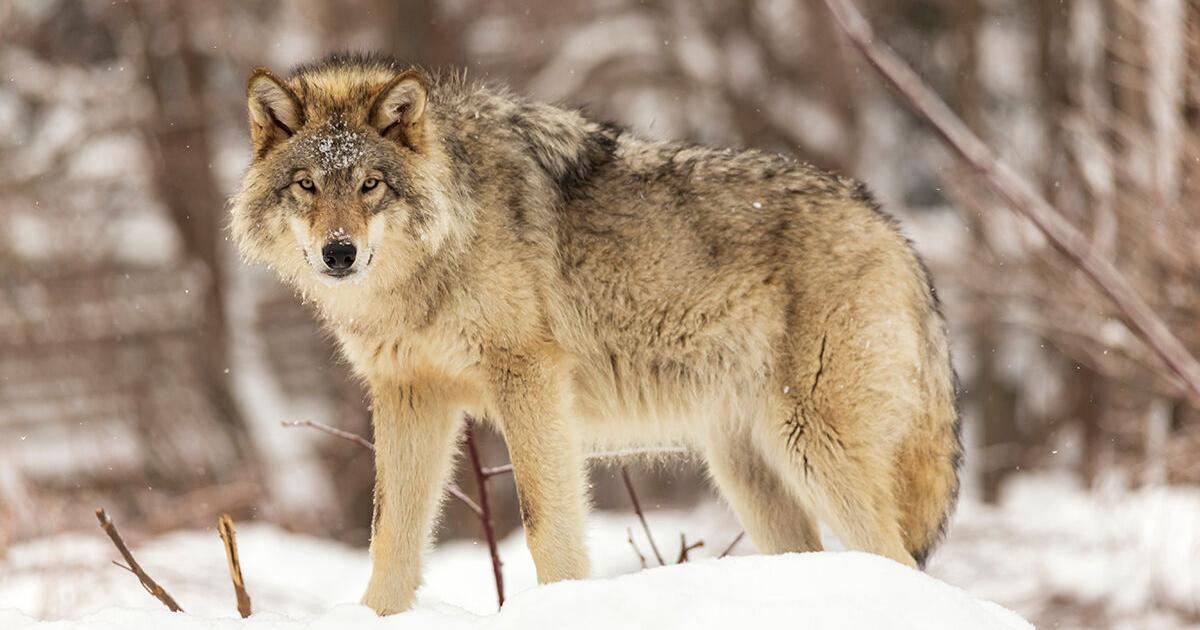 Montanans show increasing tolerance of wolves - Vimarsana News