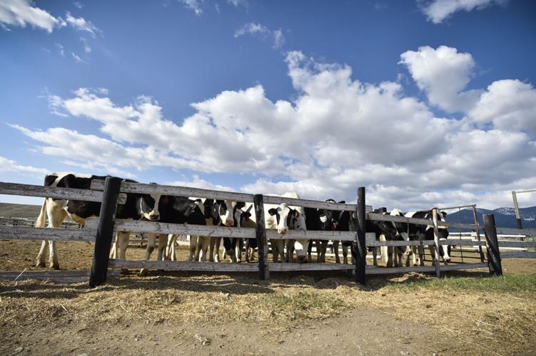 The prison work program sold off about 270 cows