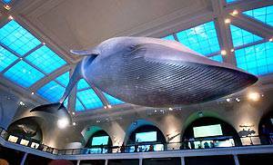NYC - AMNH: Milstein Hall of Ocean Life - Sperm Whale and …