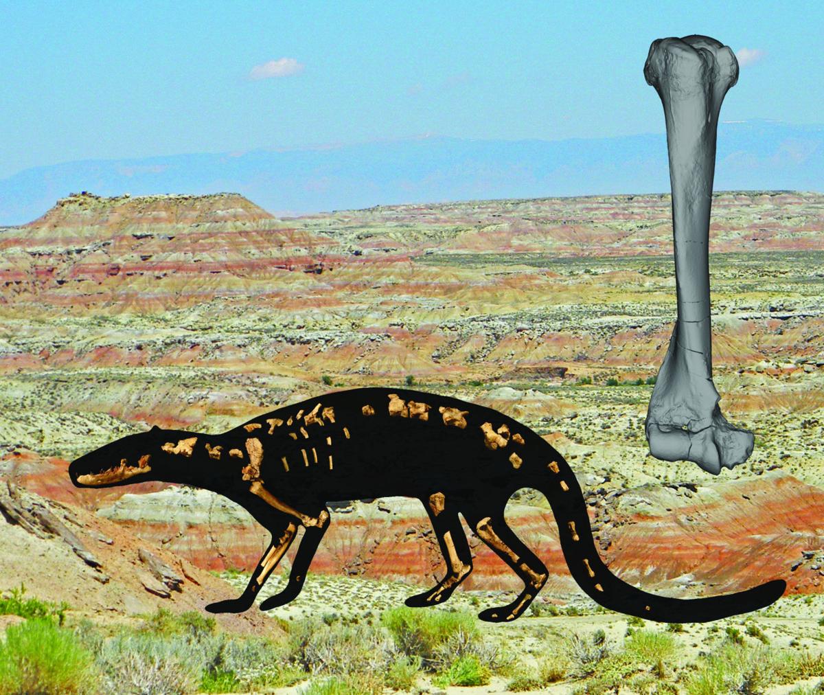 Wyoming fossil helps explain early carnivores